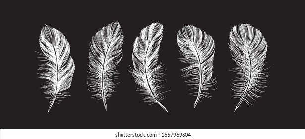 Feathers vector. Hand drawn sketch style.