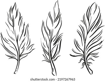 Feathers vector illustration art design