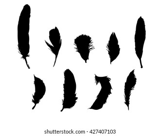 Feathers vector illustration design, silhouette vector feathers 
