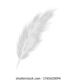 Feathers with white background. Chicken, animal. Vector