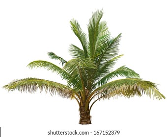 feathery palm tree on a white background. vector illustration