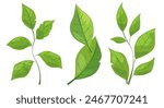 featuring eight different types of green leaves. Each leaf showcases unique shapes and vein patterns. graphic is simple, clean, and vibrant, ideal for nature-themed designs and eco-friendly projects