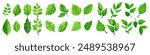featuring eight different types of green leaves. Each leaf showcases unique shapes and vein patterns. graphic is simple, clean, and vibrant, ideal for nature-themed designs and eco-friendly projects