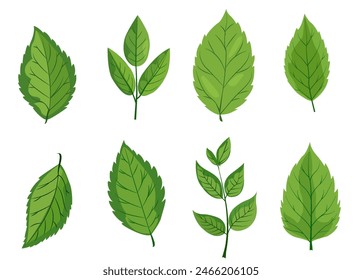 featuring eight different types of green leaves. Each leaf showcases unique shapes and vein patterns. graphic is simple, clean, and vibrant, ideal for nature-themed designs and eco-friendly projects