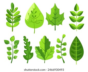 featuring eight different types of green leaves. Each leaf showcases unique shapes and vein patterns. graphic is simple, clean, and vibrant, ideal for nature-themed designs and eco-friendly projects