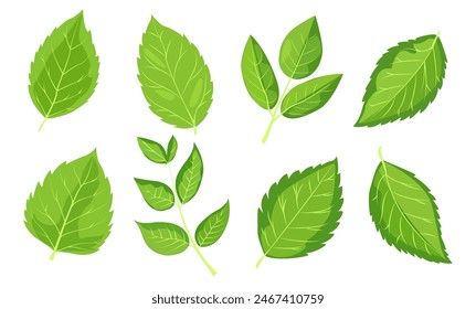 featuring eight different types of green leaves. Each leaf showcases unique shapes and vein patterns. graphic is simple, clean, and vibrant, ideal for nature-themed designs and eco-friendly projects