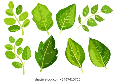 featuring eight different types of green leaves. Each leaf showcases unique shapes and vein patterns. graphic is simple, clean, and vibrant, ideal for nature-themed designs and eco-friendly projects