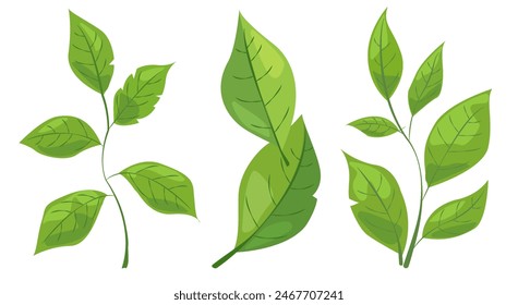 featuring eight different types of green leaves. Each leaf showcases unique shapes and vein patterns. graphic is simple, clean, and vibrant, ideal for nature-themed designs and eco-friendly projects