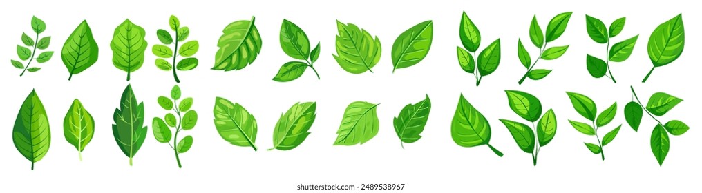 featuring eight different types of green leaves. Each leaf showcases unique shapes and vein patterns. graphic is simple, clean, and vibrant, ideal for nature-themed designs and eco-friendly projects