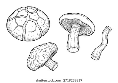 Featuring shiitake mushroom in vector format. It is hand drawn and isolated on transparent background, showcasing its natural aesthetic.
