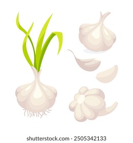 Featuring whole garlic bulbs with green stems, separated cloves, and roots, showcasing the plants growth stages