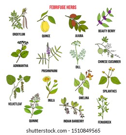 Febrifuge herbs collection. Hand drawn vector set of medicinal plants