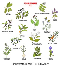 Febrifuge herbs collection. Part 3. Hand drawn vector set of medicinal plants