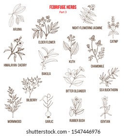 Febrifuge herbs collection. Part 3. Hand drawn vector set of medicinal plants