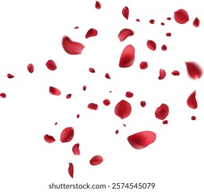  February 14 petals of a dark red rose fly far into the distance. isolated background.
