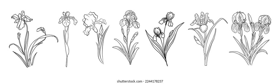 February Birth month flower Iris set. Botanical Line art vector illustration. Hand drawn monochrome black ink Sketch. Modern floral minimalist design for wall art, card, tattoo, logo