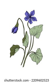 February birth month flower Violet colorful vector illustration. Botanical hand drawn outline colored sketch. Perfect for modern jewelry, logo, tattoo, prints, invitations, wall art design.