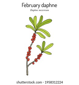 February daphne or spurge olive (Daphne mezereum), poisonous and ornamental plant. Hand drawn botanical vector illustration