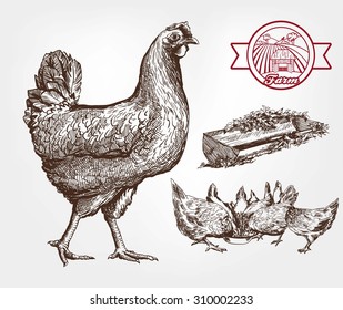 feeding chickens. set of sketches made by hand