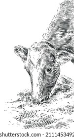 feeding cows with hay hand drawing sketch engraving illustration style