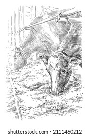 feeding cows with hay hand drawing sketch engraving illustration style