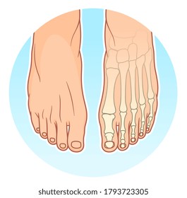 Pies con huesos en el fondo azul. Ilustración vectorial. 