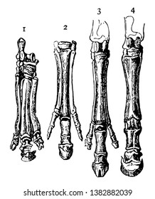 Feet of horse and its predecessors, vintage line drawing or engraving illustration.