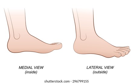 Feet - medial view (inside) and lateral view (outside). Isolated vector illustration on white background.