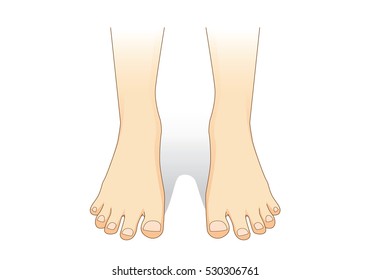 Feet vector in front view. Illustration about foot care.
