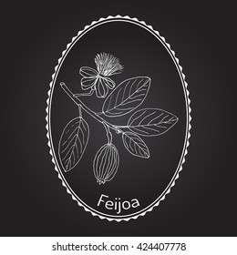 Feijoa (Acca sellowiana), or  pineapple guava and guavasteen,  fruit plant. Hand drawn botanical vector illustration