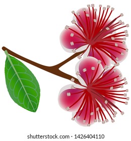 Feijoa branch with flowers and leaf on a white background.