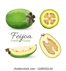 Feijoa fresh fruits whole and cut vector illustration