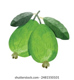 Feijoa fruit Design elements. watercolour style vector illustration.