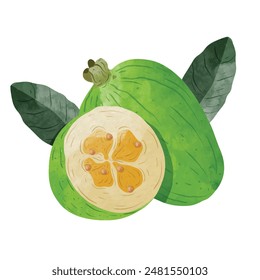Feijoa fruit Design elements. watercolour style vector illustration.
