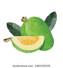 Feijoa fruit Design elements. watercolour style vector illustration.