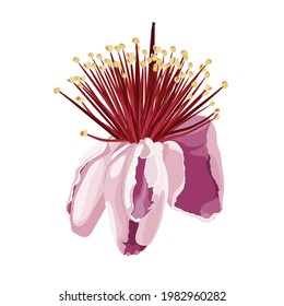 Ilustración dibujada a mano por Feijoa. Fruto botánico grabado en flor. Diseño de flores tropicales vintage. 