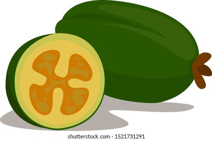 Feijoa, illustration, vector on white background.