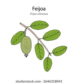 Feijoa, or pineapple guava  (feijoa or acca sellowiana), edible fruit plant. Hand drawn botanical vector illustration