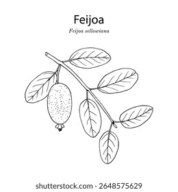 Feijoa, or pineapple guava (feijoa or acca sellowiana), edible fruit plant. Hand drawn botanical vector illustration