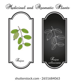 Feijoa, ou abacaxi (feijoa ou acca sellowiana), planta de fruto comestível. Ilustração vetorial botânica desenhada à mão