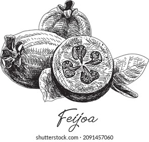 Feijoa Pineapple Guava - sketchy hand-drawn vector illustration.