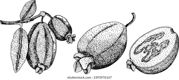 Feijoa sellowiana, pineapple guava, guavasteen engraving hand drawn vector illustration. Vintage tropical fruit design.