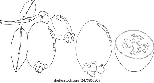 Feijoa sellowiana, pineapple guava, guavasteen line hand drawn vector illustration. Tropical fruit coloring pages.