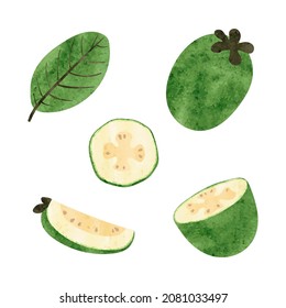 Feijoa set. Half, slice and whole feijoa fruit isolated on white. Watercolor vector illustration.