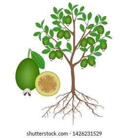 Feijoa tree with roots and fruits on white.