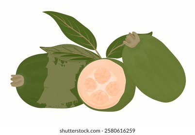 Feijoa is a tropical fruit. A useful green fruit. Vector stock illustration. Isolated on white background. 