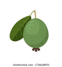 Feijoa whole fruit with leaf in flat style. Vector illustration isolated on white background