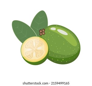 Feijoa whole and slices, flat style vector illustration isolated on white background