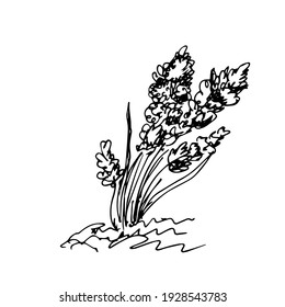 Flores, boceto, ilustración vectorial.