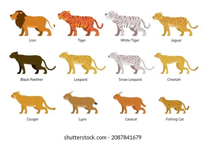 Felidae, Feline or Large Wild Cats Set, Lion, Tiger, Jaguar, Leopard, Side View